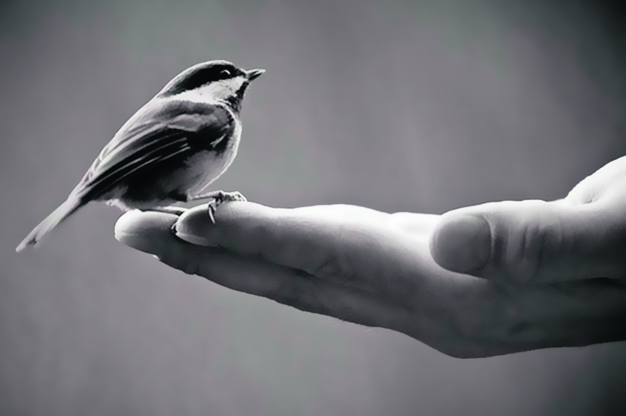 Bird in hand. Птица в пространстве. A Bird in the hand. Iyilik. Душа как маленькая птица картинка.